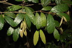 Chionanthus leprocarpus var. courtallensis